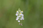 Chapman's milkwort